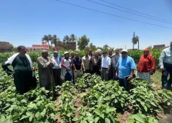 الجايكا تتابع الحقول الإرشادية بمديرية زراعة سوهاج