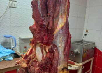 الخدمات البيطرية