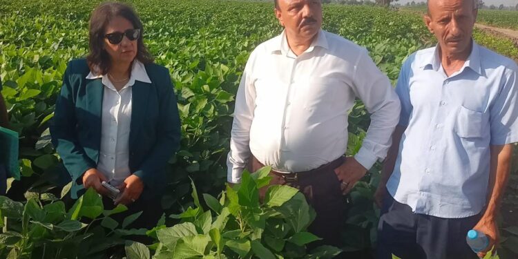 "البحوث الزراعية" تتابع محاصيل الأرز والقطن والفول والخضر بمحافظة الدقهلية 1 البحوث الزراعية