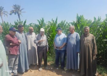 زراعة بني سويف