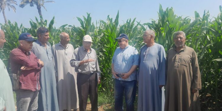 زراعة بني سويف تنفذ يوم حقل لـ" الذرة الشامية "..وتزيل 20حالة تعدي..وتتابع الزراعات الصيفية 1 زراعة بني سويف