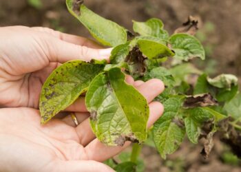 الأمراض النباتية