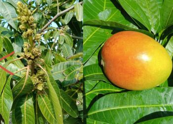 التشوه الزهري في المانجو