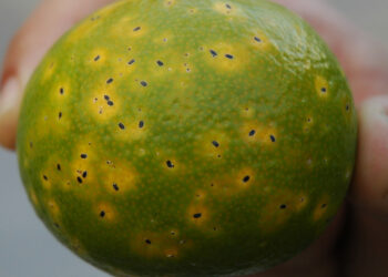 الحشرة القشرية السوداء