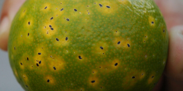 سلوكيات الحشرة القشرية السوداء على الموالح وطرق تزاوجها 1 الحشرة القشرية السوداء