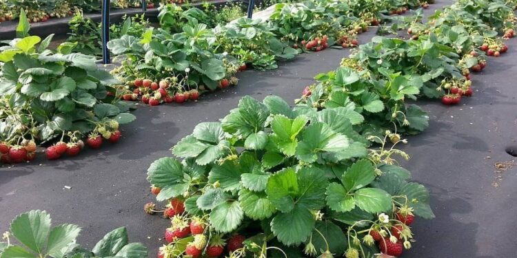 الفراولة.. الأهمية الاقتصادية لتحميل الزراعة عليها 1 الفراولة