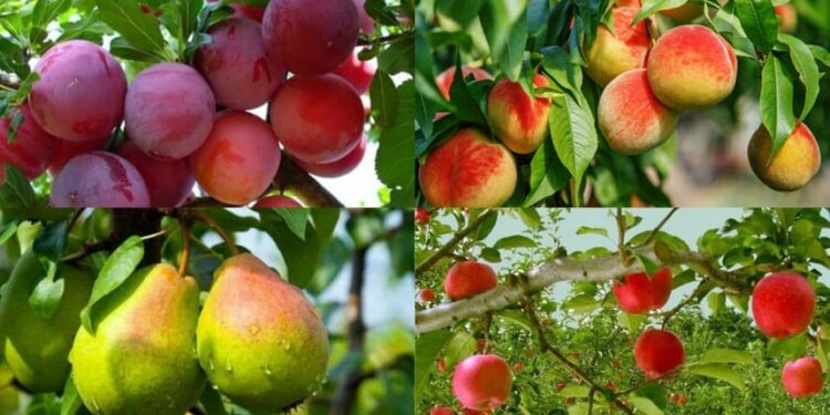 أهم التوصيات الفنية لمحاصيل الفواكه المتساقطة خلال شهر يوليو 1 محاصيل الفواكه المتساقطة