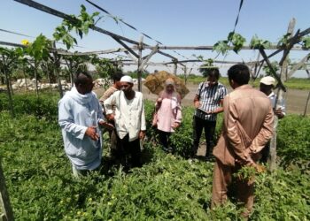 زراعة الإسكندرية