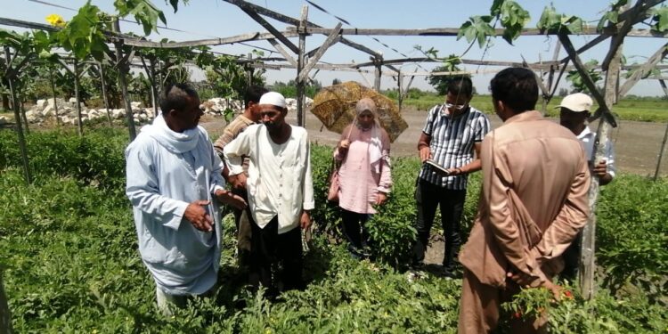 فريق إرشادي ريفي بزراعة الإسكندرية لمتابعة زراعات الكوسة وبطيخ اللب واللب الخشابي 1 زراعة الإسكندرية