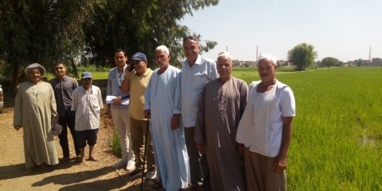 زراعة البحيرة: فريق إرشادي ريفي بـ"الرحمانية" لمحصول الأرز 1 زراعة البحيرة