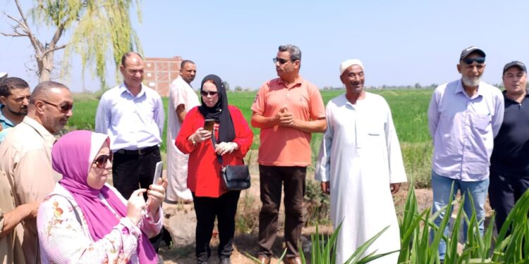 نشاط مكثف لمديرية زراعة الدقهلية لمتابعة المحاصيل..وندوات إرشادية وجولات ميدانية بالإدارت الزراعية 1 ندوات إرشادية بمديرية زراعة الدقهلية