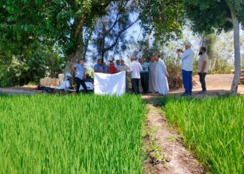 زراعة الدقهلية