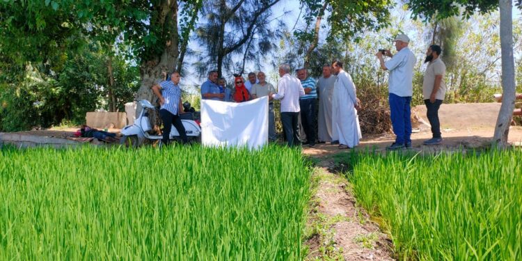 زراعة الدقهلية تنظم فريق إرشادي لمحصولي القطن والأرز 1 زراعة الدقهلية