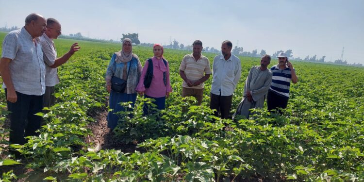 زراعة الغربية: فريق إرشادي ريفي لمحصولي القطن والسمسم بطنطا 1 زراعة الغربية