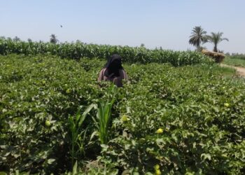 متابعة الزراعات الصيفية بزراعة بني سويف