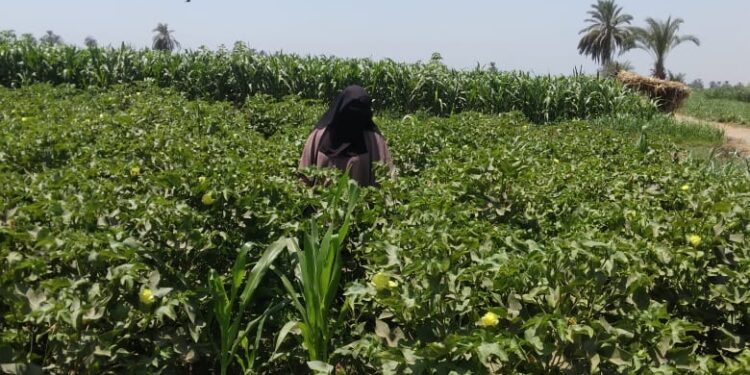 زراعة بني سويف تتابع المحاصيل الصيفية.. وتطلق طفيل الترايكوجراما بمحصول القطن 1 متابعة الزراعات الصيفية بزراعة بني سويف