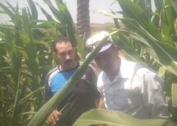 زراعة بورسعيد