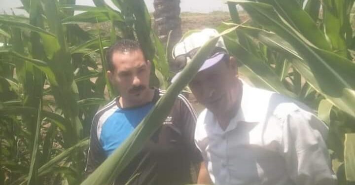 زراعة بورسعيد تقوم بالمرور على الزراعات الصيفية بجمعيتي السلام و الإخلاص 1 زراعة بورسعيد