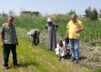 زراعة بورسعيد تنفذ يوم حقل عن محصول الأرز