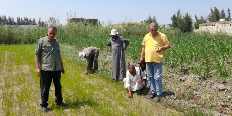 زراعة بورسعيد تنفذ يوم حقل عن محصول الأرز ضمن برنامج ترشيد المياه 1 زراعة بورسعيد تنفذ يوم حقل عن محصول الأرز