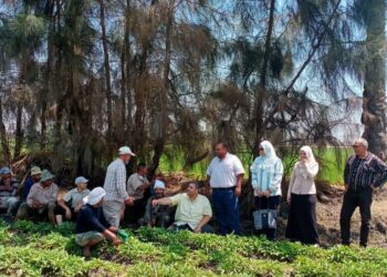 زراعة دمياط