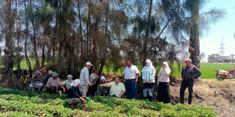زراعة دمياط: فريق إرشادي ريفي لمحصول البطاطا بفارسكور   1 زراعة دمياط