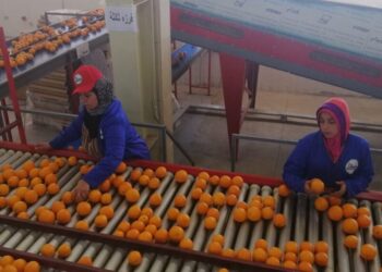 "الطناني" مصر تحتل المرتبة الأولى في صادرات الموالح