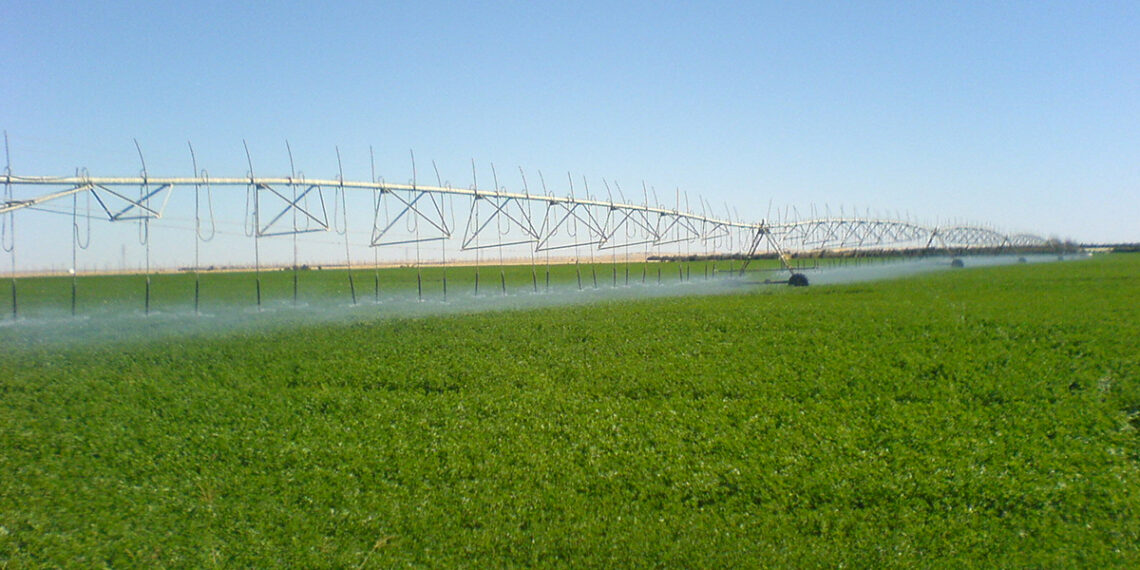 محاصيل الأعلاف الخضراء