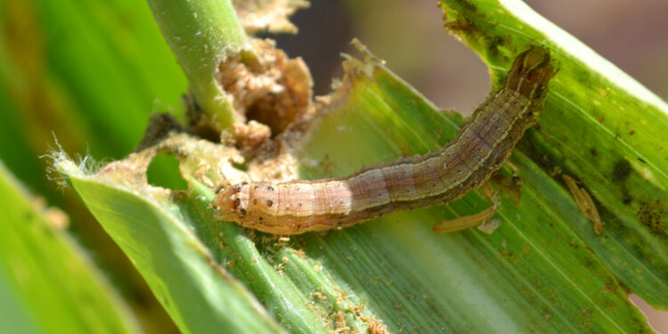 "وقاية النباتات" يصدر تقريراً بأحدث إرشادات مكافحة دودة الحشد الخريفية 1 “وقاية النباتات” يصدر تقريراً بأحدث إرشادات مكافحة دودة الحشد الخريفية