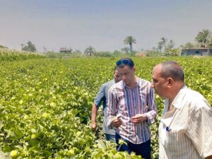 وكيل زراعة أسيوط يتابع المزرعة الإرشادية بالوادى الأسيوطى..والمحاصيل الصيفية بأسيوط 12 وكيل زراعة أسيوط يتابع المحاصيل الصيفية