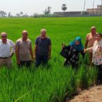 زراعة الدقهلية: عقد 5 ندوات إرشادية لمحاصيل الأرز والقطن وفول الصويا 12 زراعة الدقهلية تعقد 5 ندوان إرشادية لمحصول الأرز والقطن