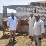 « زراعة بورسعيد»:تفتتح حصاد الأرز..و تتابع تحصين « الماشية» 12 زراعة بورسعيد تقوم بتحصين الماشية