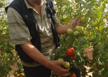 زراعة جنوب سيناء تتابع المحاصيل بكافة أودية المديرية