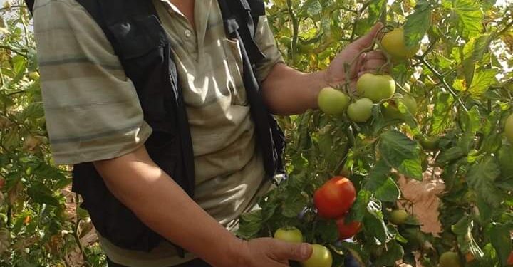 زراعة جنوب سيناء تتابع المحاصيل بكافة أودية المديرية