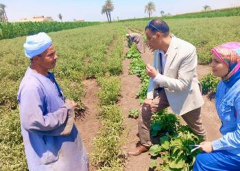 وكيل زراعة أسيوط يتفقد زراعات الخضار