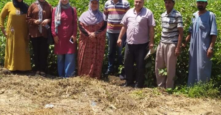 زراعة الشرقية:4 ندوات إرشادية لمحاصيل القطن وفول الصوياوالأرز 1 فرق وندوات إرشادية بزراعة الشرقية