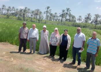 زراعة الإسكندرية تتابع الحقول الإرشادية لزراعات الأرز