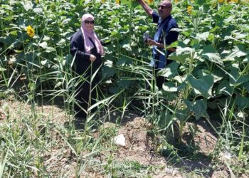 لجنة المكافحة بمديرية زراعة السويس تتابع الزراعات الصيفية