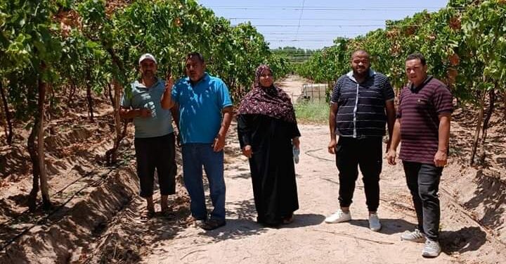 زراعة جنوب سيناء تقوم بجولة ميدانية بقرية الشيخ موسى بالطور 1 زراعة جنوب سيناء تنظم قافلة إرشادية بطور سيناء