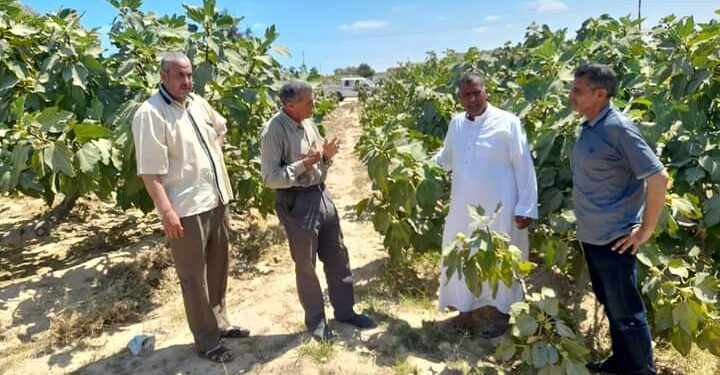 زراعة مطروح: مواصلة التفتيش على الجمعيات الزراعية ..ومتابعة الزراعات الصيفية بالحمام 1 زراعة مطروح تقوم بالمرور على زراعات التين بالحمام