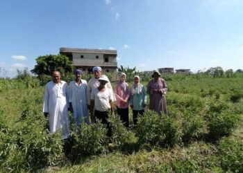 زراعة الإسكندرية تتابع زراعات الطماطم بقرية أبيس