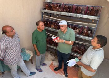 “بحوث الصحراء” يطلق قافلة بيطرية لدعم التنمية الزراعية بسيناء