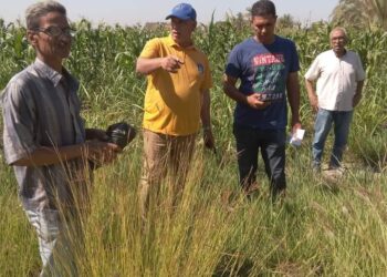 الزراعة تتابع المحاصيل الاستراتيجية وتكافح الآفات والقوارض في منطقتي توشكى وشرق العوينات