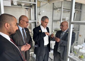 أبحاث النخيل