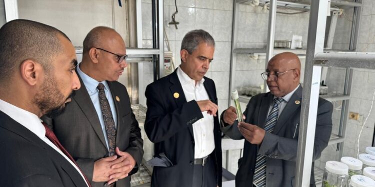 أبحاث النخيل