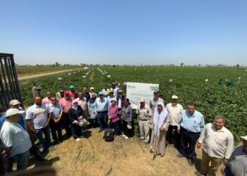 لتعزيز الصادرات الزراعية المصرية.. تدشين أول مجلس نوعي لمحصول الفراولة