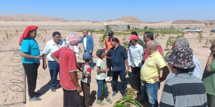بحوث الصحراء تواصل تقديم خدمات الدعم الفني لمزارعي التجمعات التنموية بشمال وجنوب سيناء 1 بحوث الصحراء