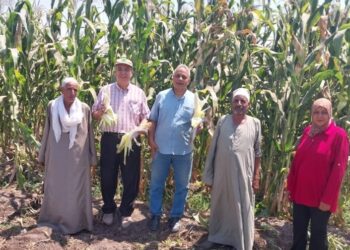«زراعة الجيزة»: فريق إرشادي لمحصول الذرة الشامية بأوسيم