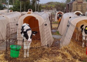 تربية العجول