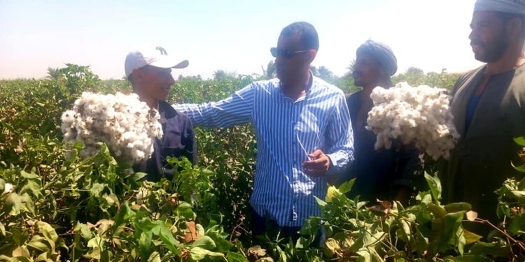 «زراعة أسيوط»: بدء موسم «جَنىّ القطن» ..وجولات تفتيشية على الجمعيات 1 بدء موسم جني القطن بزراعة أسيوط
